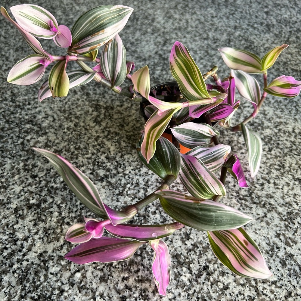 Huge Variegated Nanouk plant fully rooted